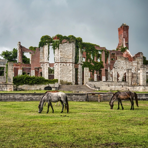 Wild horses grazing near the ruins of a burned out mansion on Cumberland Island in Georgia