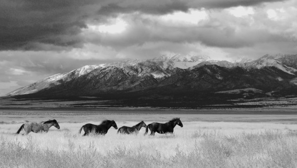 Wild Horses in Dugway Utah 