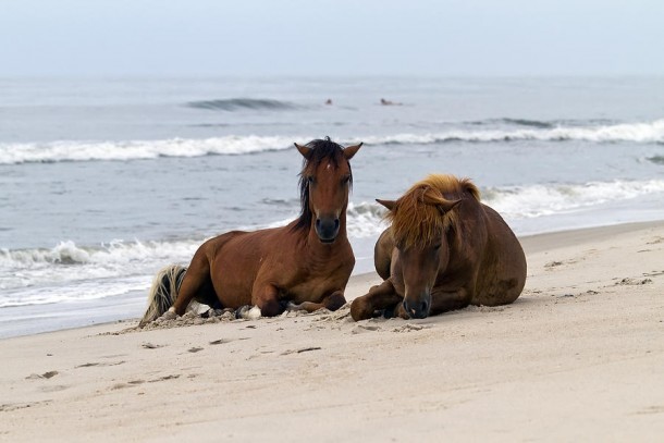 Wild horses of Assateague resting 