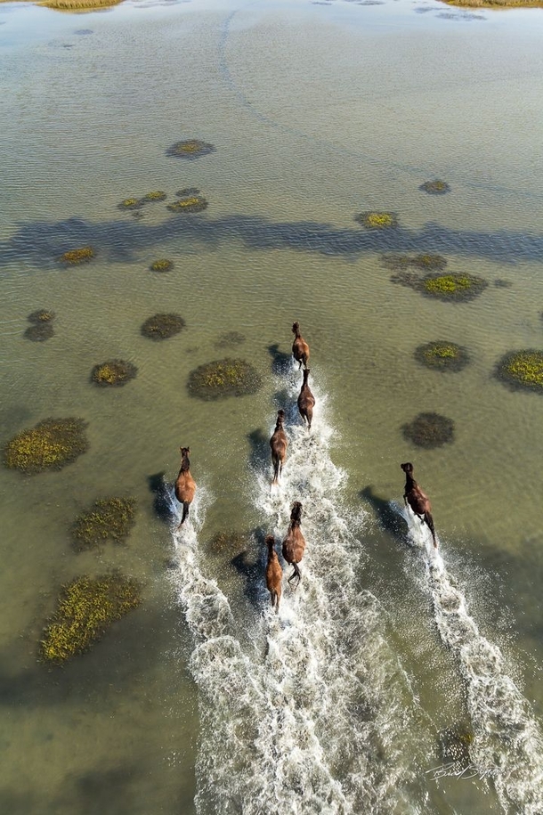 Wild horses of Shackleford Banks Cape Lookout National Seashore Carteret County North Carolina 