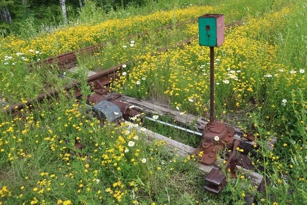 Wildflower covered railroad switch on an abandoned rail line in norther Minnesota 