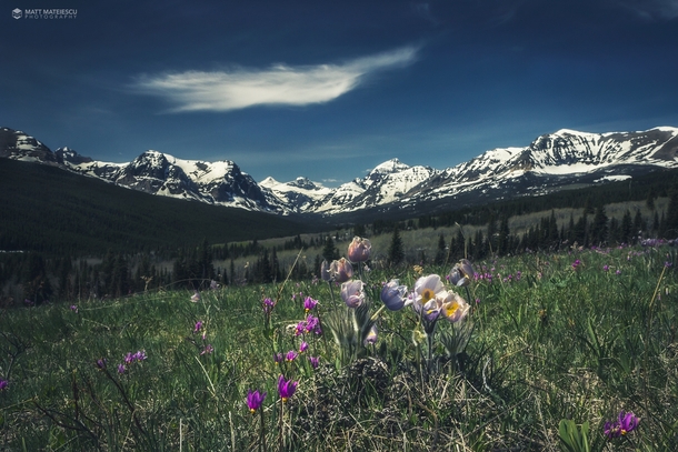 Wildflowers in Glacier National Park Montana  by Matt Mateiescu