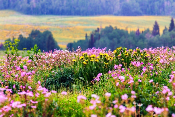 Wildflowers in the Uintas Utah 