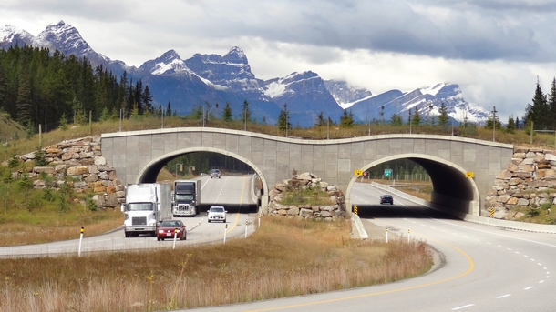 Wildlife overpass in Banff National Park Canada 