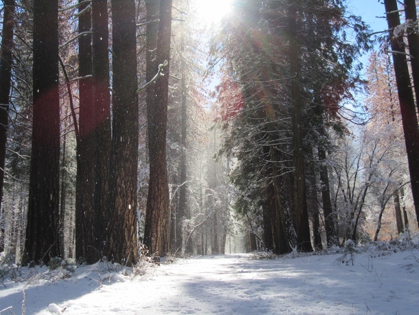 Winter Sun Peaking Through the Trees in Yosemite Valley 