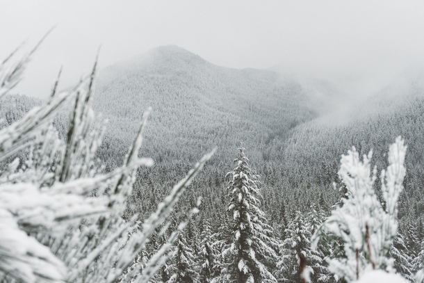 Winter Wonderland - Mt Hood National Forest 