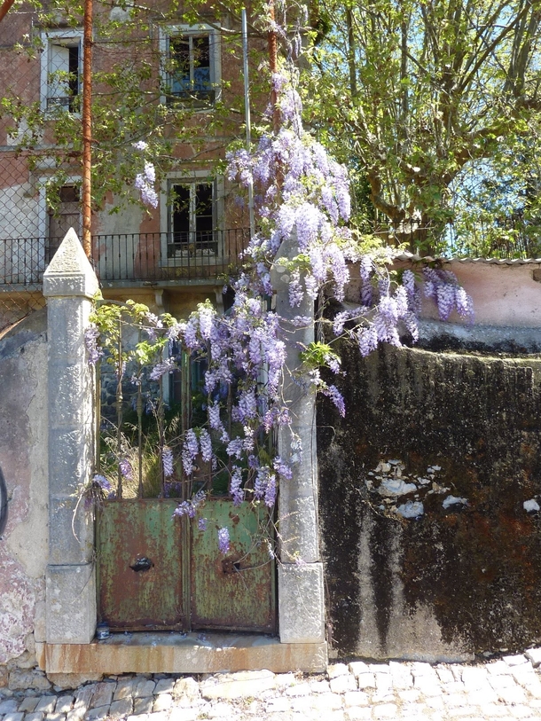Wisteria flowers over taking a gate in Sintra Portugal 