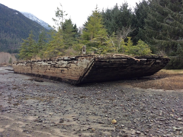 Wooden barge growing new life in Sayward estuary BC