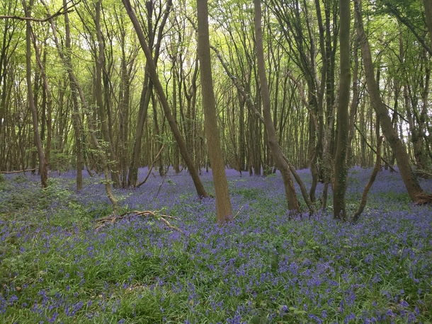 Woodland Bluebells England 