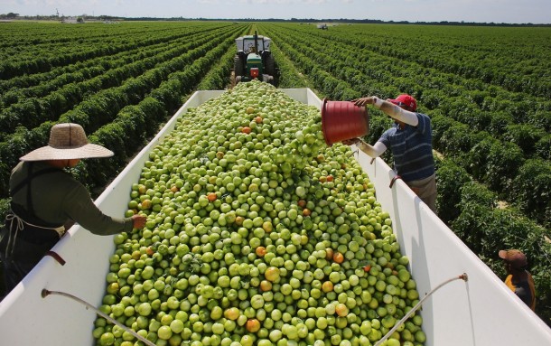 Workers fill a trailer with tomatoes as they harvest them in the fields of DiMare Farms in Florida City Florida 