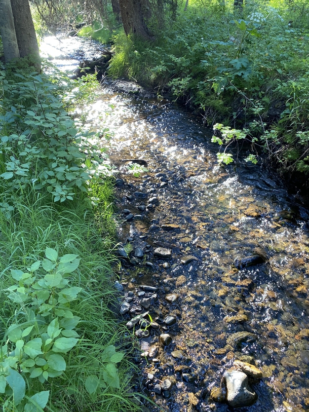 Yale Creek in Island Park Idaho 