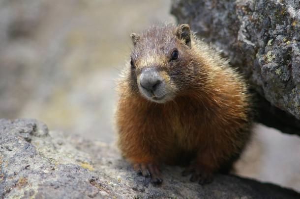 Yellow-bellied Marmot at Yellowstone National Park Marmota flaviventris x-post from raww 