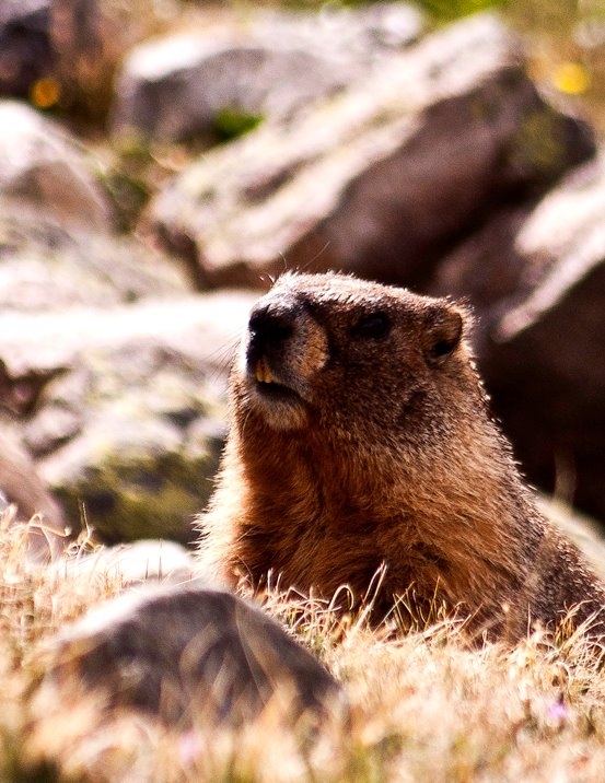 Yellow-Bellied Marmot Marmota flaviventris  OC
