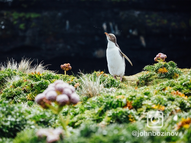 Yellow Eyed Penguin Enderby Island New Zealand Subantarctic 
