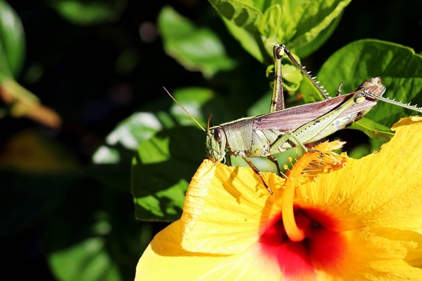 Yellow Hibiscus Being Eaten by a Hungry Grasshopper 