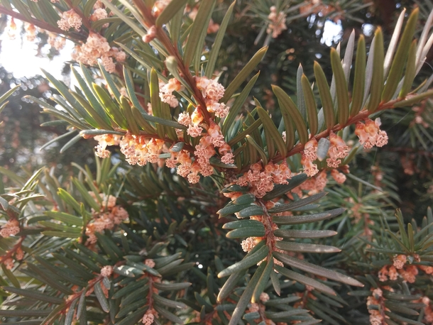 Yew tree Taxus baccata flowering 