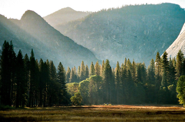 Yosemite Meadows 