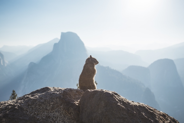 Yosemite squirrel and Half Dome 