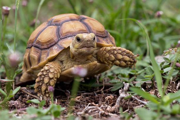 Young African Spur Thigh Tortoise - Geochelone sulcata 