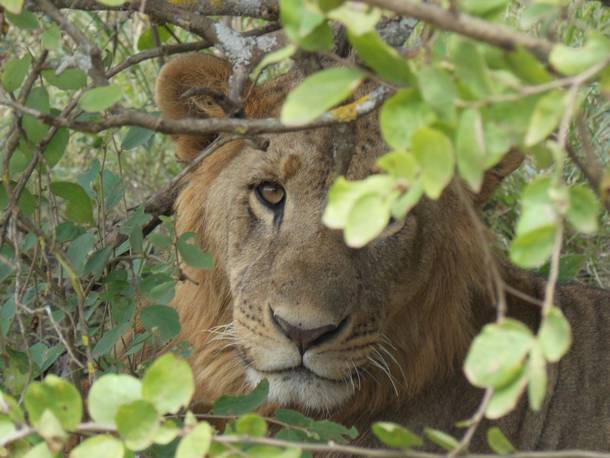 Young Alpha male relaxing in the bushes his pride is out of shot 