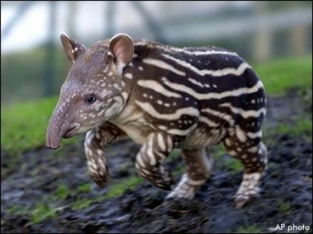 Young and elegant looking tapir 