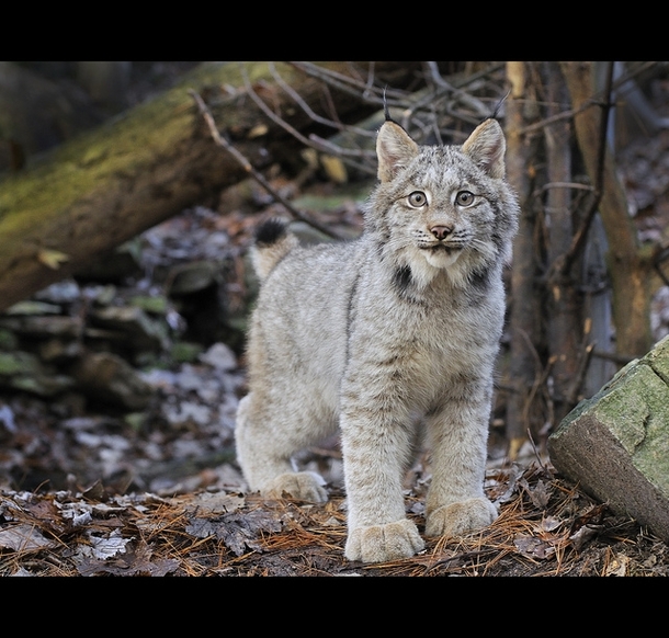 Young Lynx 