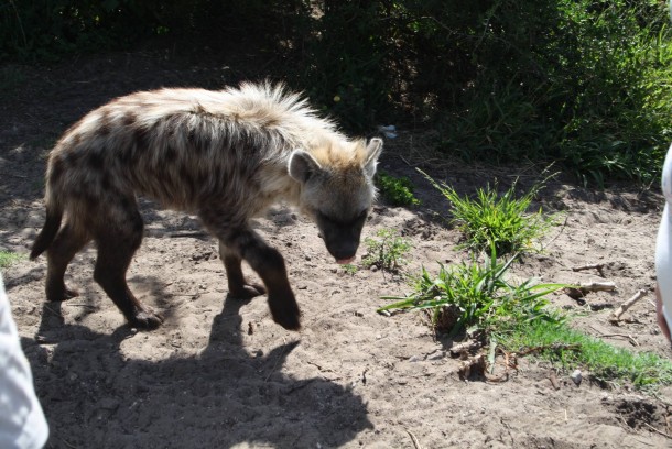 Youngling Hyena Crocuta crocuta 