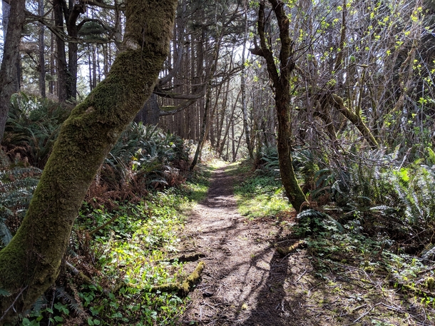 Yurok Loop Trail in Del Norte Coast Redwoods State Park CA 