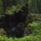 My GF inside a fallen elder Avenue of The Giants Northern California 