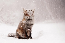  a fox content in the snow
