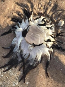  An extremely toxic Dofleinia armata that washed ashore near Broome Western Australia