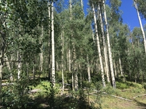  Aspen trees in Colorado USA x
