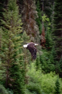  Bald Eagle in Flight 