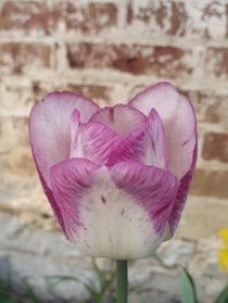  Bi-colour Tulip