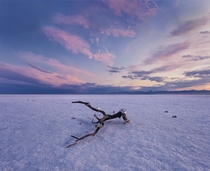 Branch in the middle of the Bonneville Salt Flats