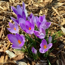  Crocus in the Midwest Spring Has Sprung