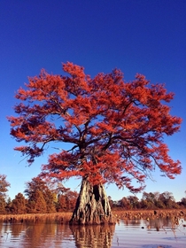  Cypress tree in the fall I kayaked an hour just to get this photo in the swamp of Louisiana OC