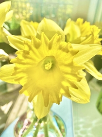  Daffodil in bloom 