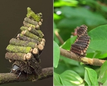  Elaborate Log Cabin - Bagworm Moth Caterpillar