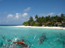  Fishy Talesoff the Island of Thudufushi The