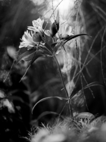  Flower and twigs in black and white
