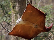  Giant Flying Squirrel photographed in China 