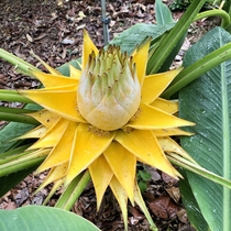   Golden lotus banana 