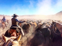  head of cattle drive from Utah to Arizona