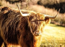  Highland Cow Isle of Skye Scotland x