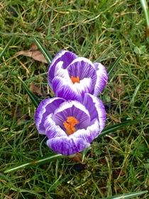 I think this may be one of the most beautiful crocus Ive ever seen 