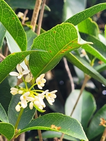  Its an Osmanthus a tree that grows in my front yard and it smells like sugar plums Enjoy plant people 
