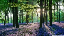  Micheldever woods Hampshire