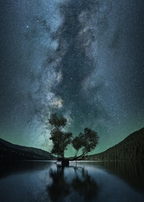  Milky Way galaxy over a tree