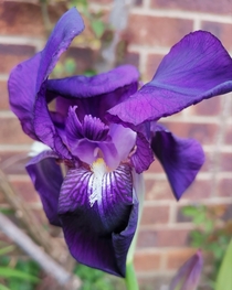  My first Iris bloom